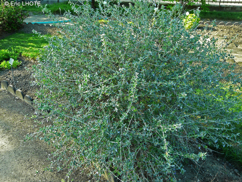 Lamiaceae - Teucrium fruticans - Germandrée arbustive, Germandrée en arbre