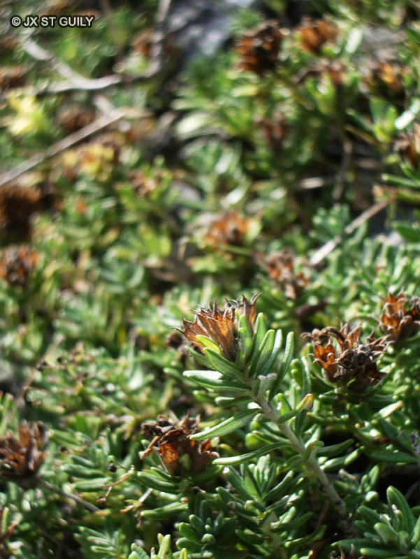 Lamiaceae - Teucrium montanum - Germandrée des montagnes