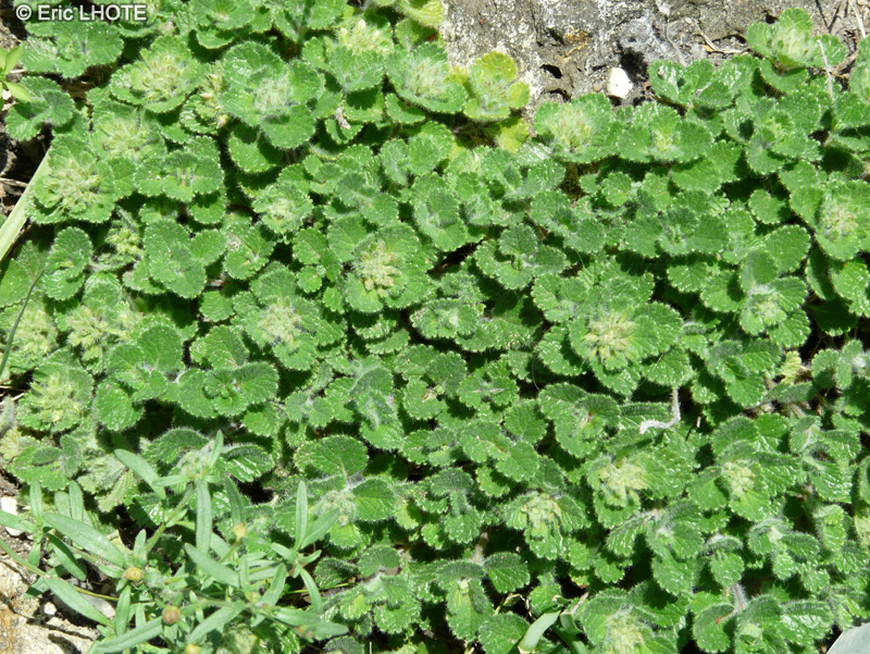 Lamiaceae - Teucrium pyrenaicum - Germandrée des Pyrénées