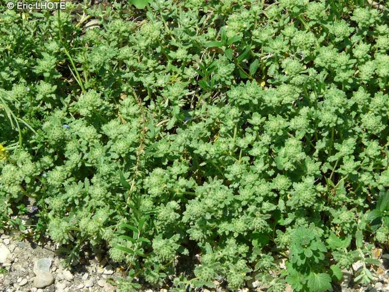 Lamiaceae - Teucrium rouyanum - Germandé