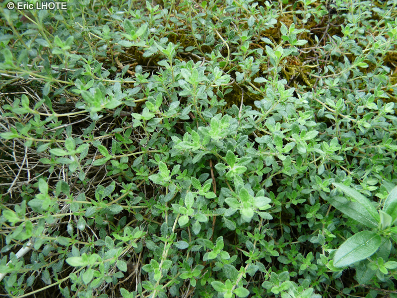Lamiaceae - Thymus dolomiticus - Thym de la Dolomie