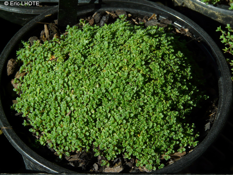 Lamiaceae - Thymus serpyllum Minor - Thym serpolet mineur