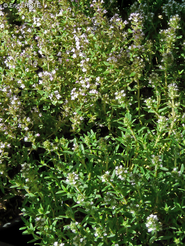 Lamiaceae - Thymus thracicus - Thym thracicus