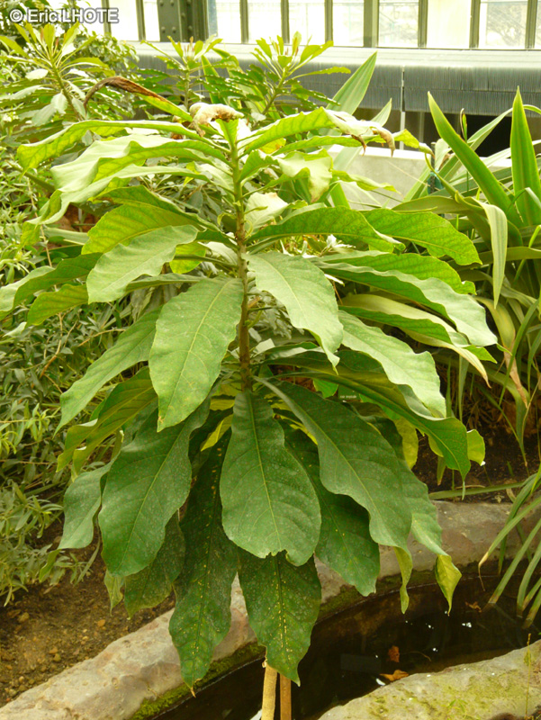Lecythidaceae - Barringtonia neocaledonica - Vellier