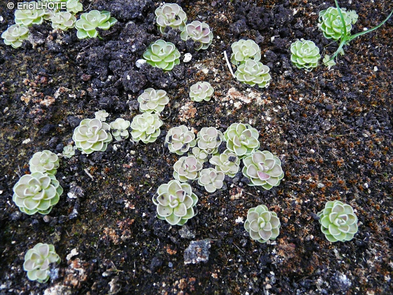 Lentibulariaceae - Pinguicula esseriana - Grassette d’Esser