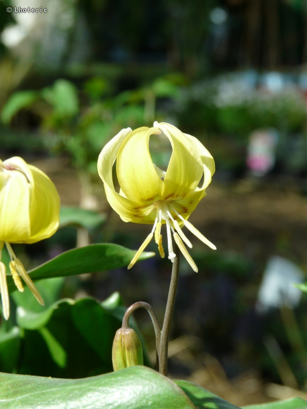 Liliaceae - Erythronium Pagode - Erythronium