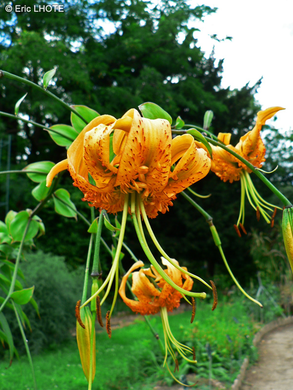 Liliaceae - Lilium henryi - Lis de Henry, Lis Chinois