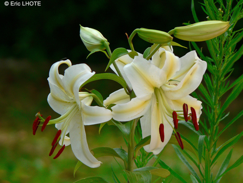 Liliaceae - Lilium oriental - Lis oriental