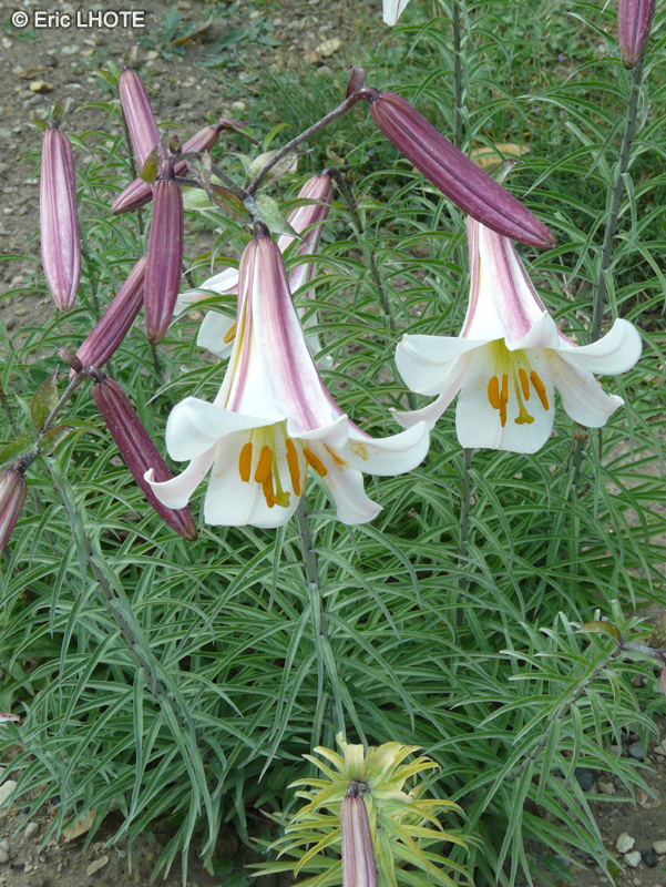Liliaceae - Lilium regale - Lis royal