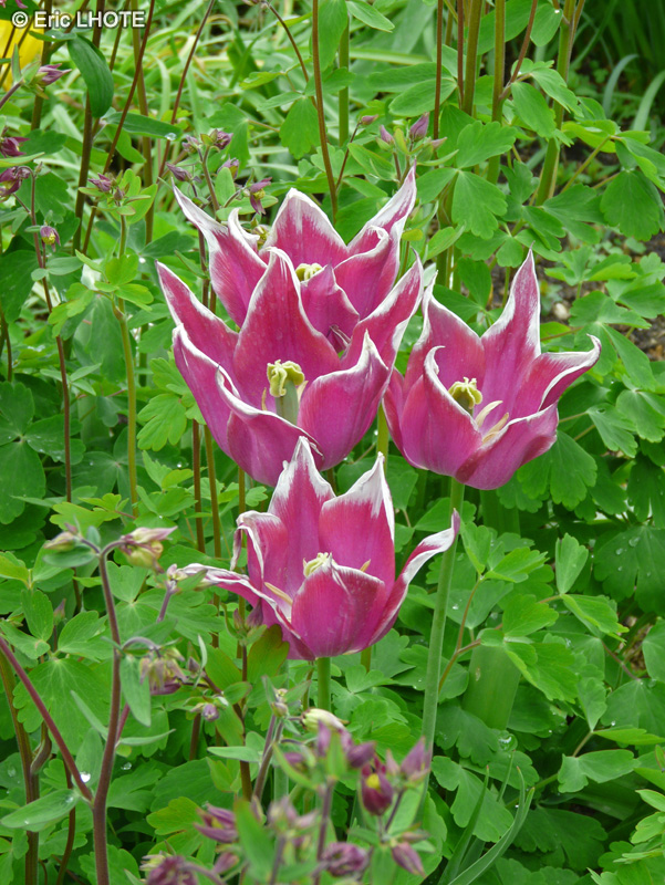 Liliaceae - Tulipa Ballade - Tulipe