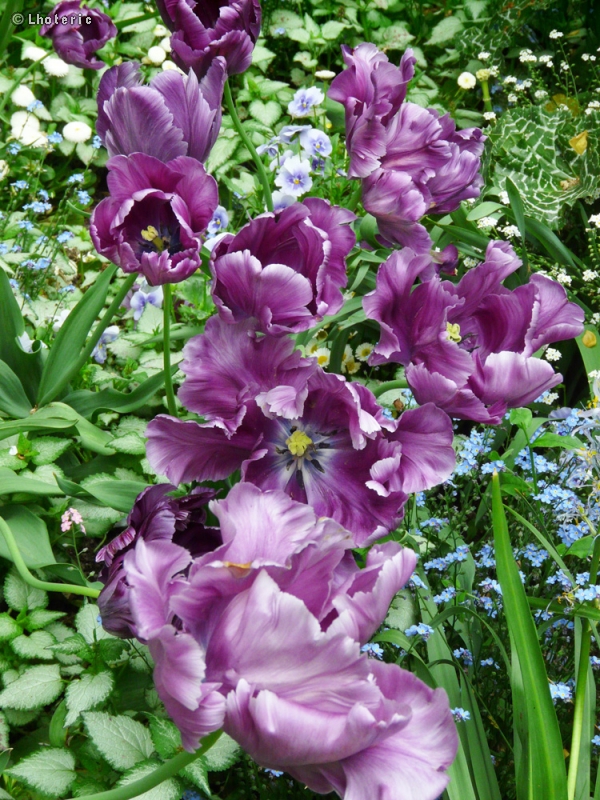 Liliaceae - Tulipa Blue Diamond - Tulipe