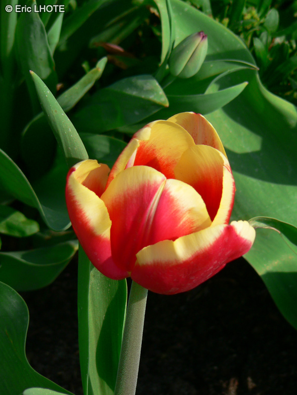 Liliaceae - Tulipa Kees Nelis - Tulipe Kees Nelis