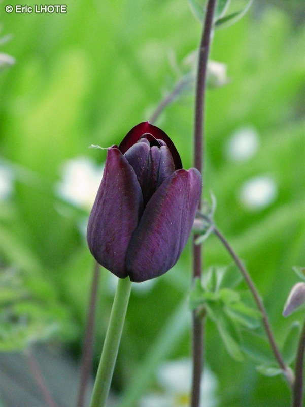  - Tulipa Queen of Night - 