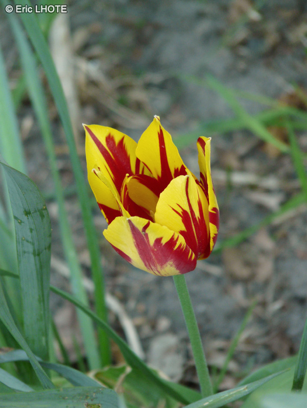 Liliaceae - Tulipa Washington - Tulipe Washington