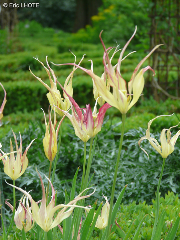 Liliaceae - Tulipa acuminata - Tulipe cornue, Tulipe de Turquie, Tulipe diverse