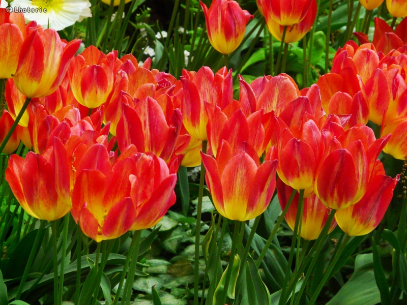 Liliaceae - Tulipa fosteriana hybride - Tulipe