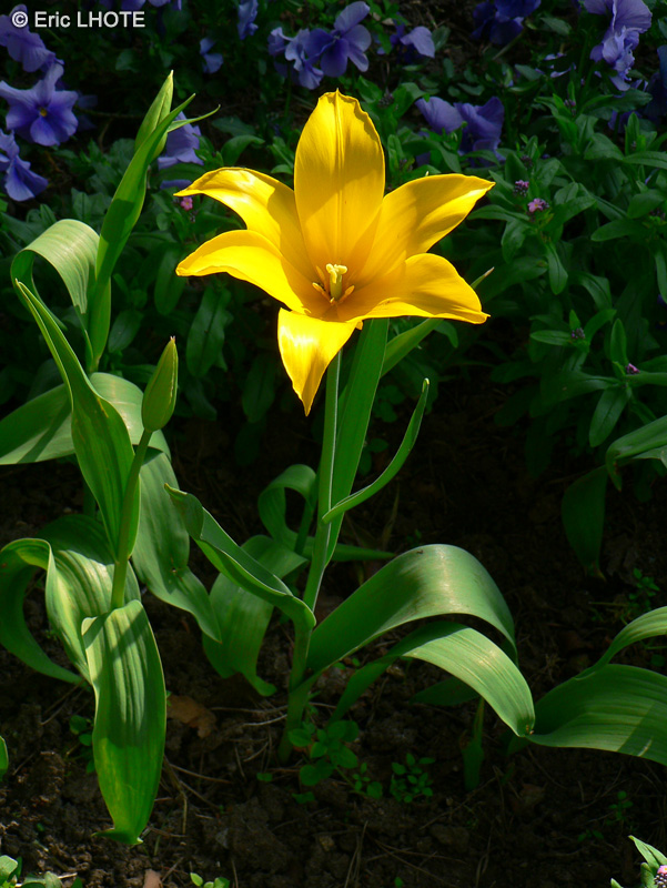 Liliaceae - Tulipa sylvestris - Tulipe des bois, Tulipe sauvage