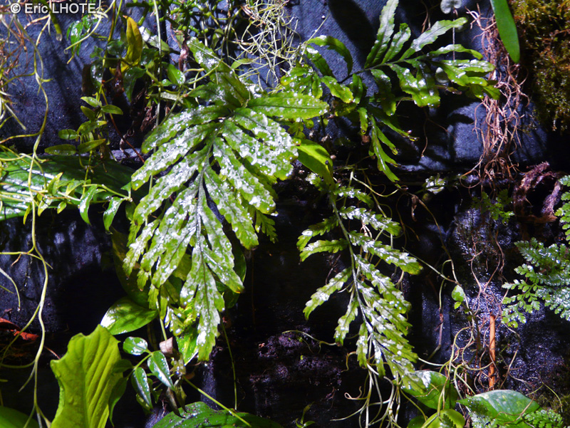 Lomariopsidaceae - Bolbitis heudelotii - Fougère du Congo, Bolbitis de Heudelot