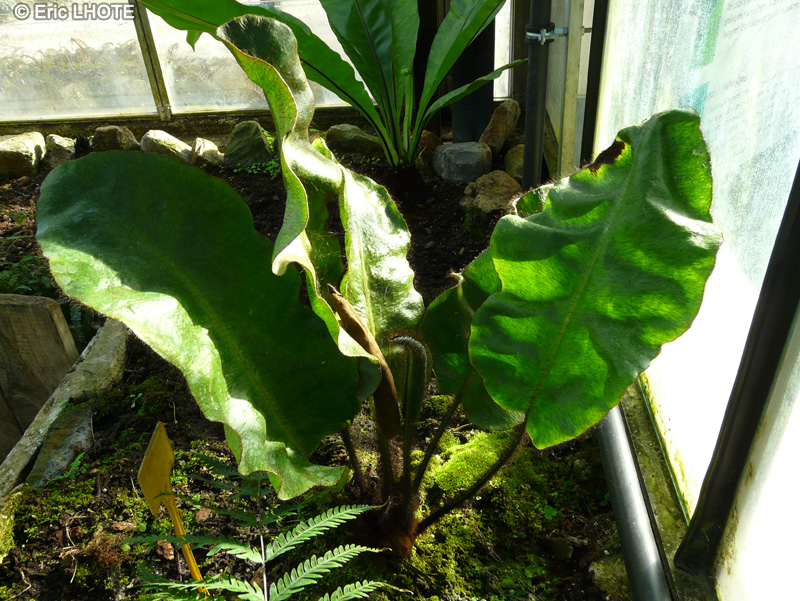 Lomariopsidaceae - Elaphoglossum crinitum - Elaphoglossum
