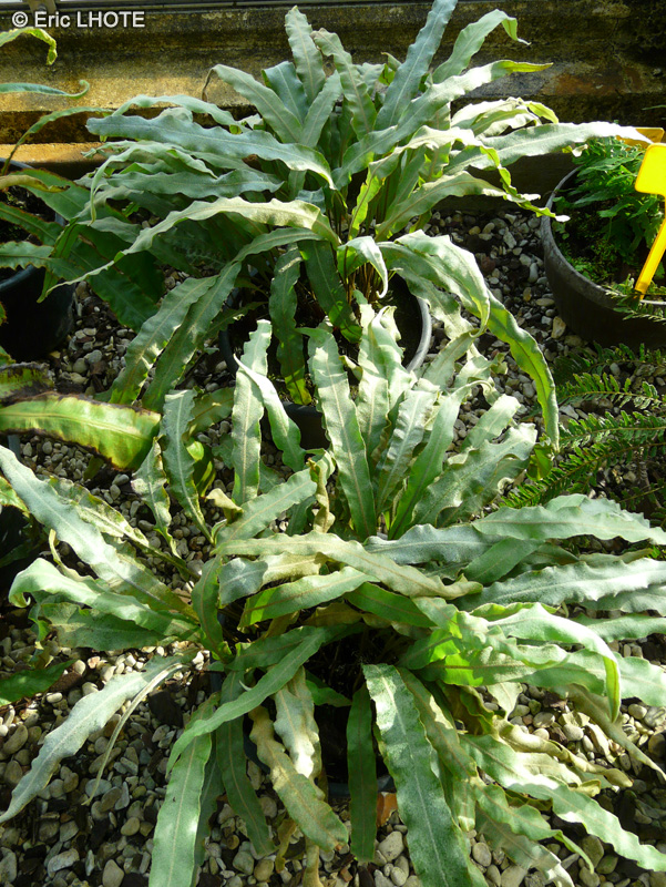 Lomariopsidaceae - Elaphoglossum succubus - Elaphoglossum