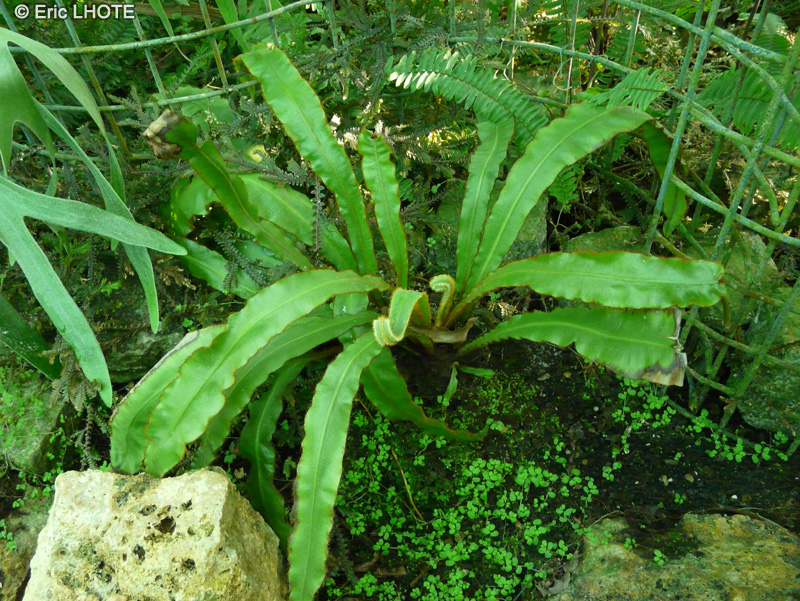  - Elaphoglossum villosum - 