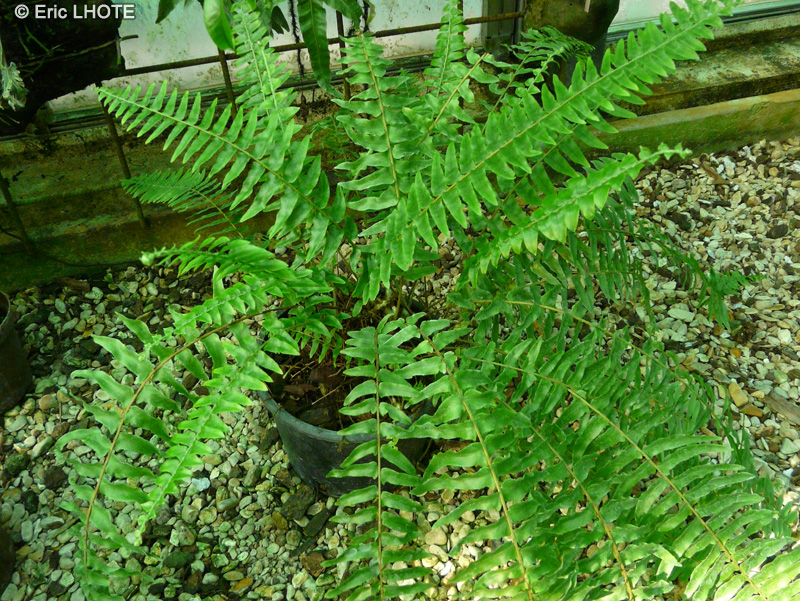 Lomariopsidaceae - Nephrolepis exaltata - Fougère de Boston