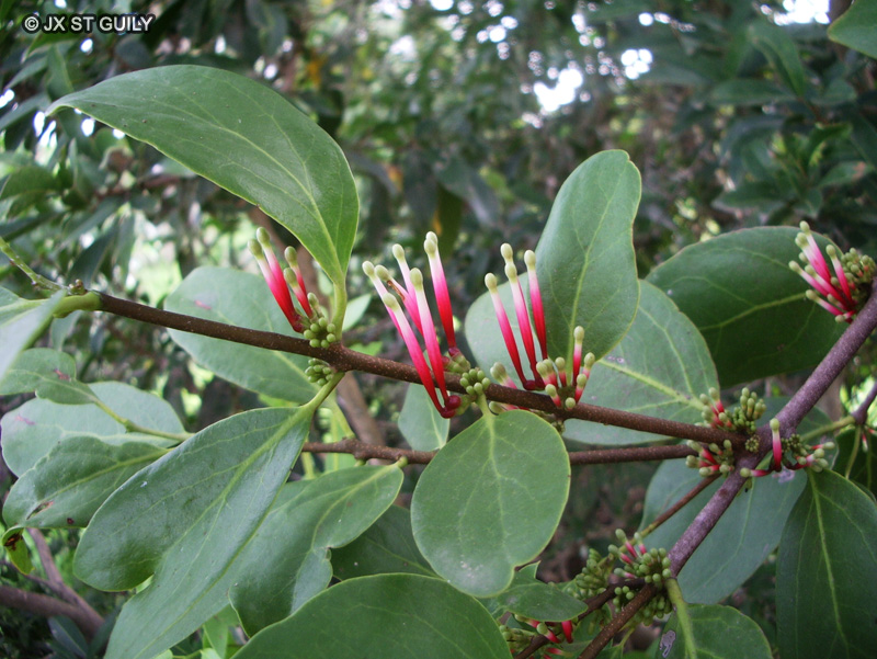 Loranthaceae - Tapinanthus globiferus - Tapinanthus