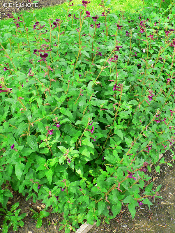 Lythraceae - Cuphea viscosissima - Plante cigare, Plante pétard