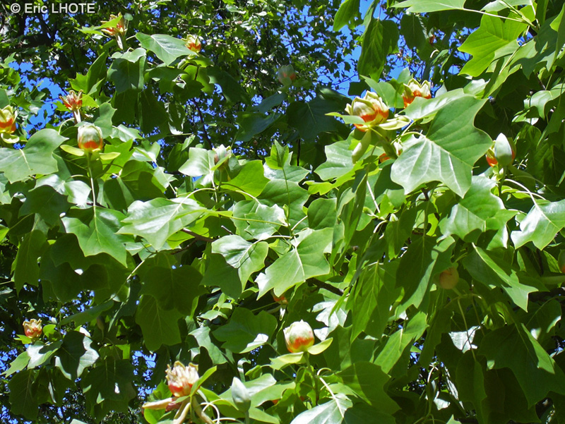 Magnoliaceae - Liriodendron tulipifera - Tulipier de Virginie