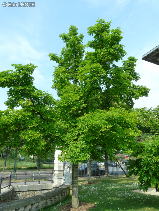 Magnoliaceae - Magnolia kobus - Magnolia de Kobé