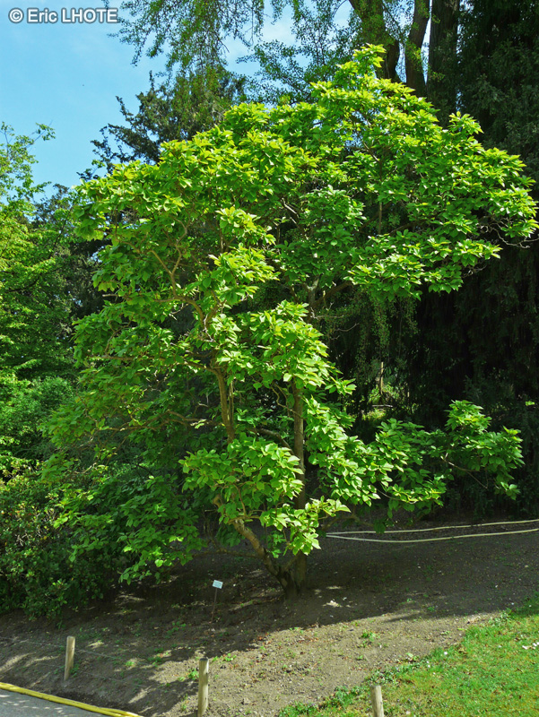 Magnoliaceae - Magnolia soulangeana - Magnolia de Soulange