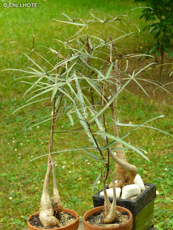 Malvaceae - Brachychiton rupestris - Arbre bouteille