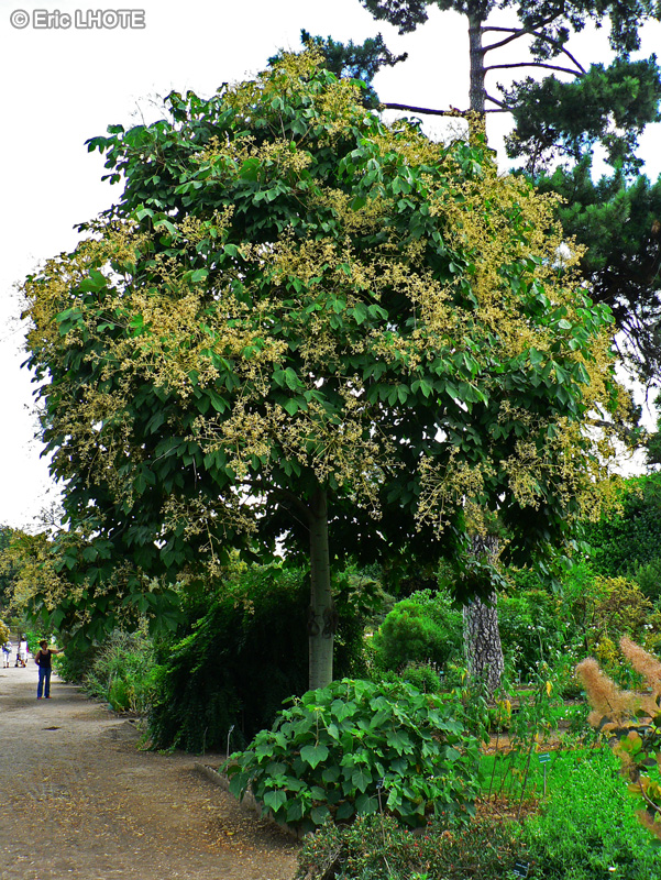 Malvaceae - Firmiana simplex - Firmania, Sterculia à feuilles de platane, Parasol chinois