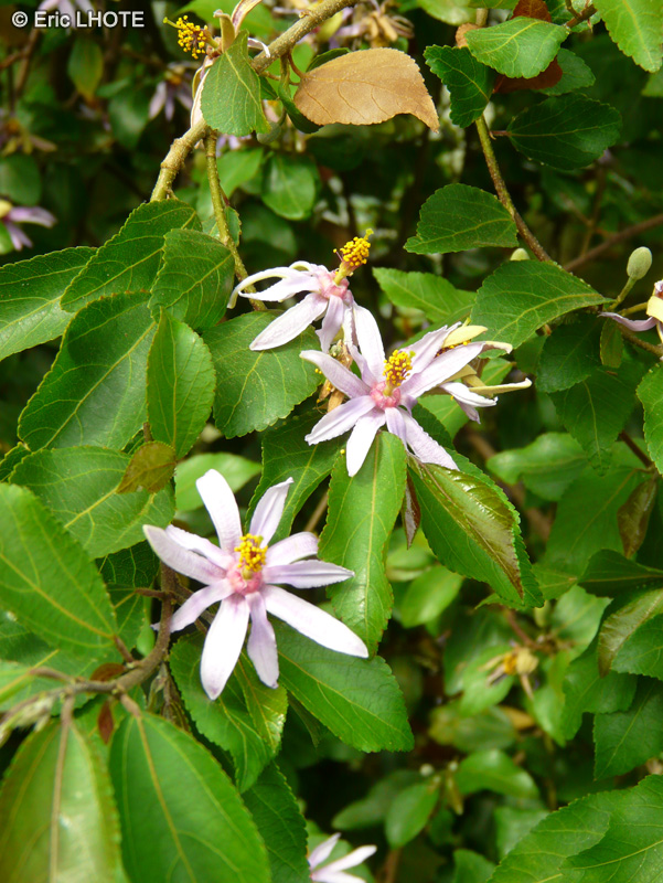 Malvaceae - Grewia occidentalis - Grewia, Grewia africain, Grewia cafira