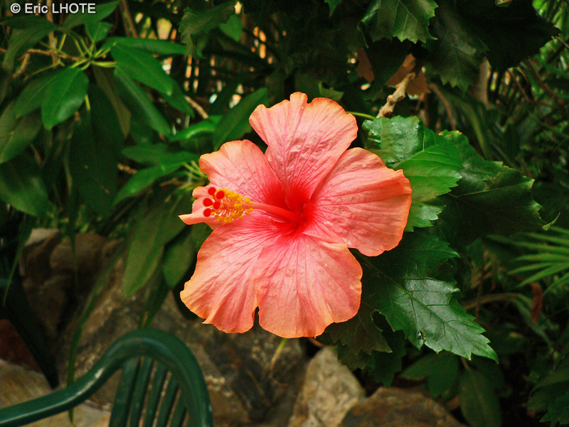  - Hibiscus rosa-sinensis - 