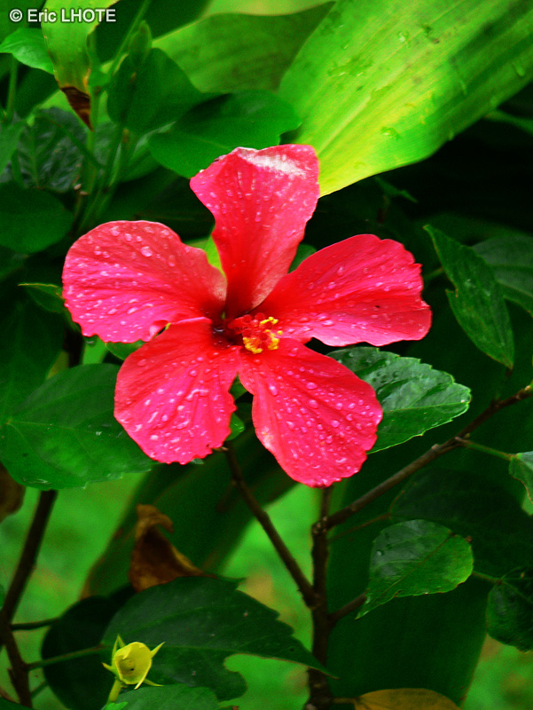  - Hibiscus rosa-sinensis - 