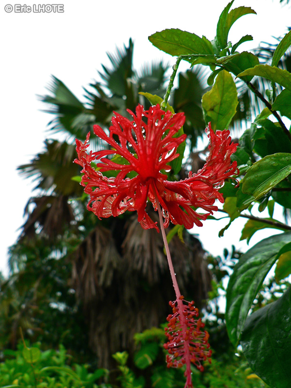 Malvaceae - Hibiscus schizopetalus - Lanterne japonaise