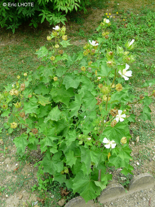 Malvaceae - Kitaibela vitifolia - Kitaibela