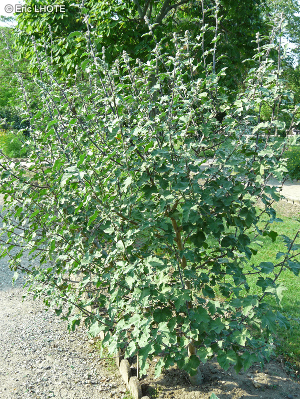 Malvaceae - Lavatera olbia - Lavatère d’Hyères
