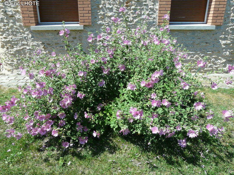 Malvaceae - Lavatera thuringiaca - Lavatère de Thuringe