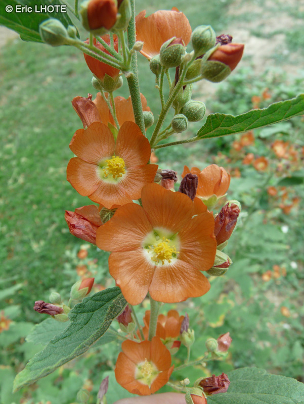 Malvaceae - Sphaeralcea ambigua - Mauve du désert