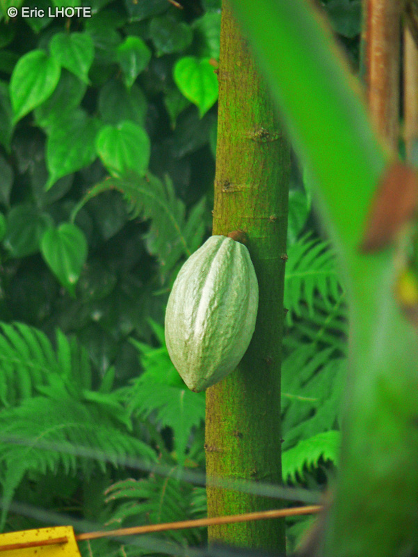 Malvaceae - Theobroma cacao - Cacaoyer, Nourriture des dieux