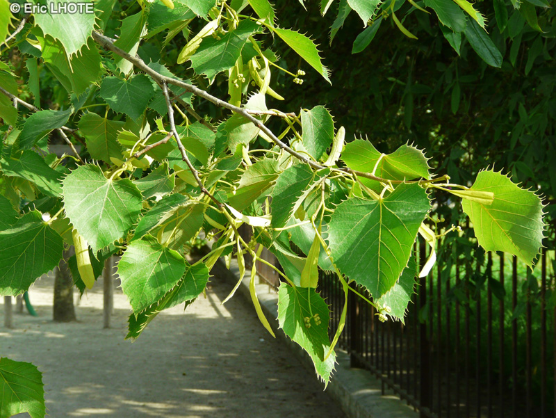 Malvaceae - Tilia henryana - Tilleul de Henri