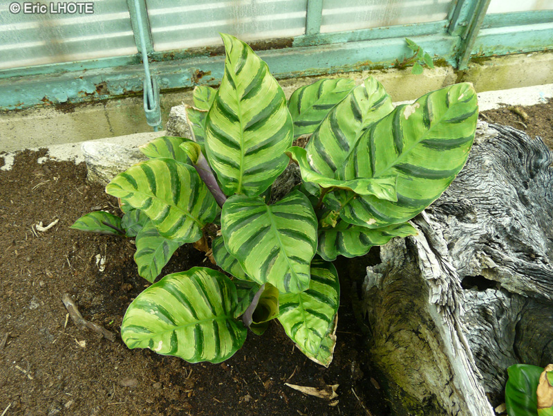 Marantaceae - Calathea lietzei Greenstar - Calathéa