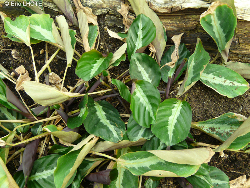 Marantaceae - Calathea undulata - Calathéa