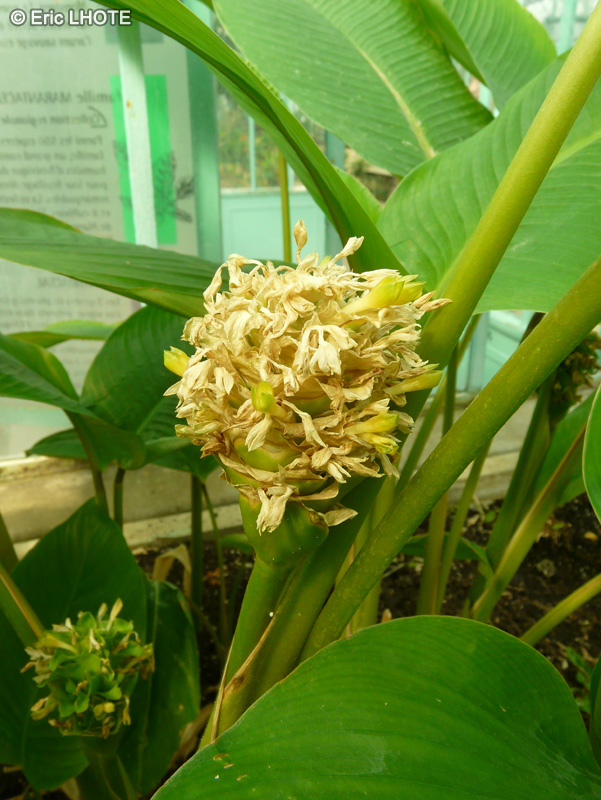 Marantaceae - Calathea vaginata - Calathéa