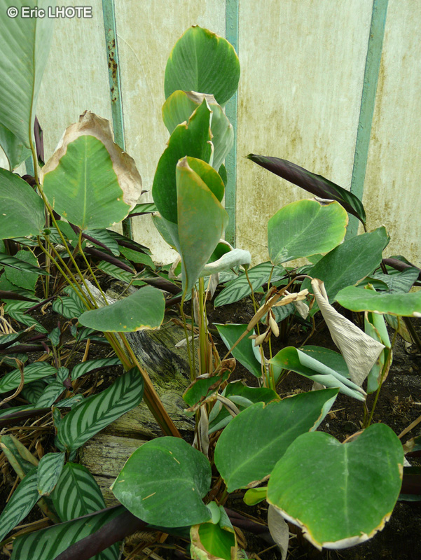 Marantaceae - Ischnosiphon leucophaeus - Ischnosiphon