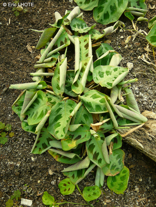 Marantaceae - Maranta leuconeura Kerkoviana - Marante, Dormeuse