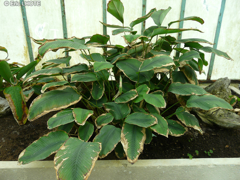 Marantaceae - Megaphrynium macrostachyum - Megaphrynium