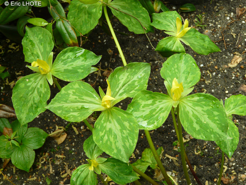 Melanthiaceae - Trillium grandiflorum - Trille blanc
